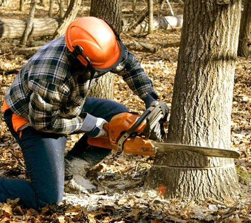 Tree Removal in Pelham, GA